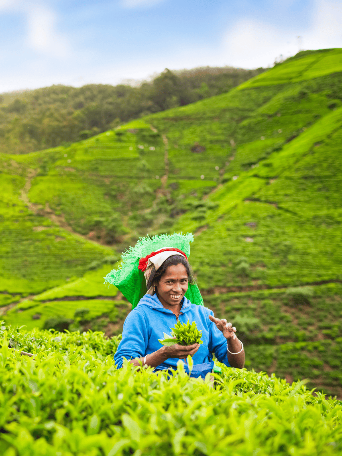 Misty Hill Country & Tea Trails