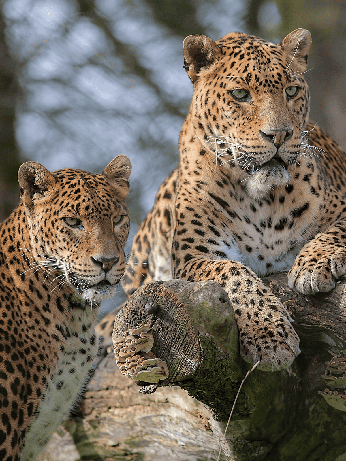 Thrilling Wildlife Safaris